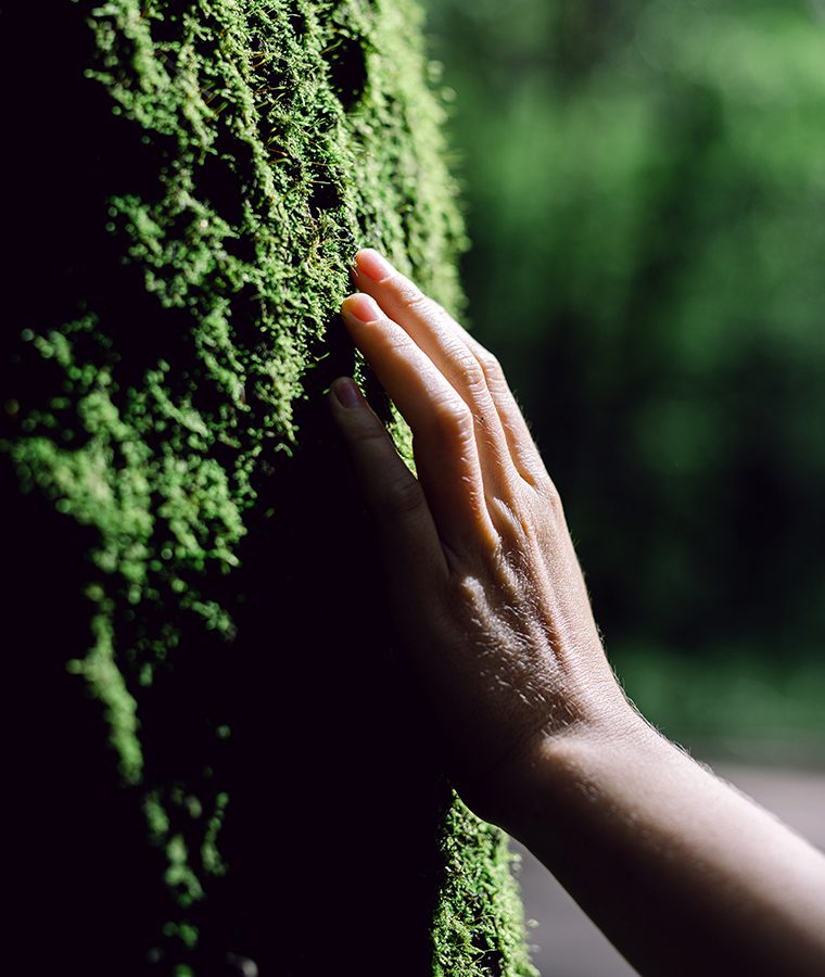 Hand touching the bark of a tree with moss